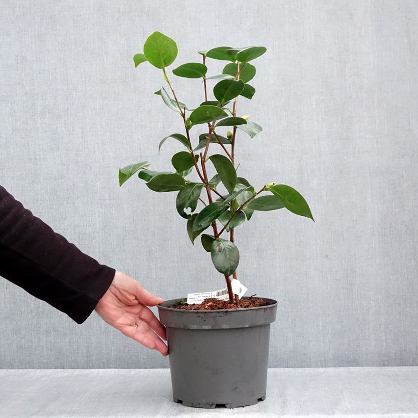 Spécimen de Camélia Nuccio's Gem - Camellia japonica  Pot de 2L/3L tel que livré en automne