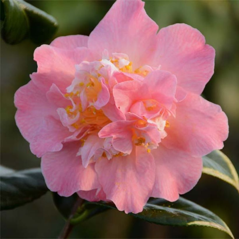 Camélia Paddy's Perfumed - Camellia japonica (Flowering)