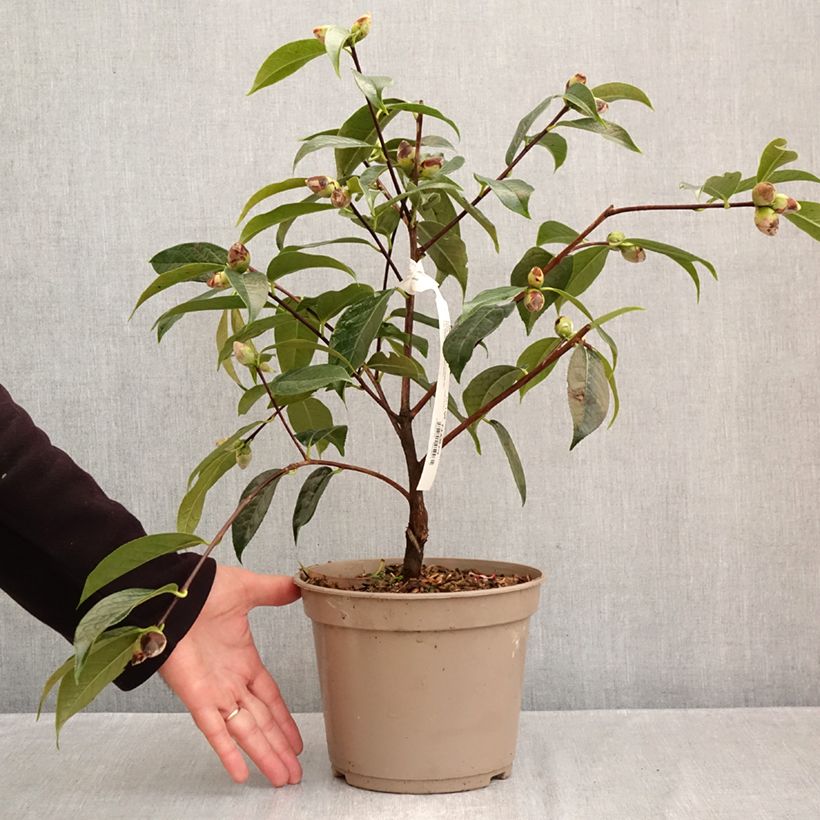 Spécimen de Camélia reticulé China Lady - Camellia reticulata Pot de 4L/5L tel que livré en automne