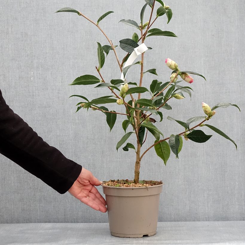 Example of Camélia reticulé China Lady - Camellia reticulata Pot de 4L/5L as you get in hiver