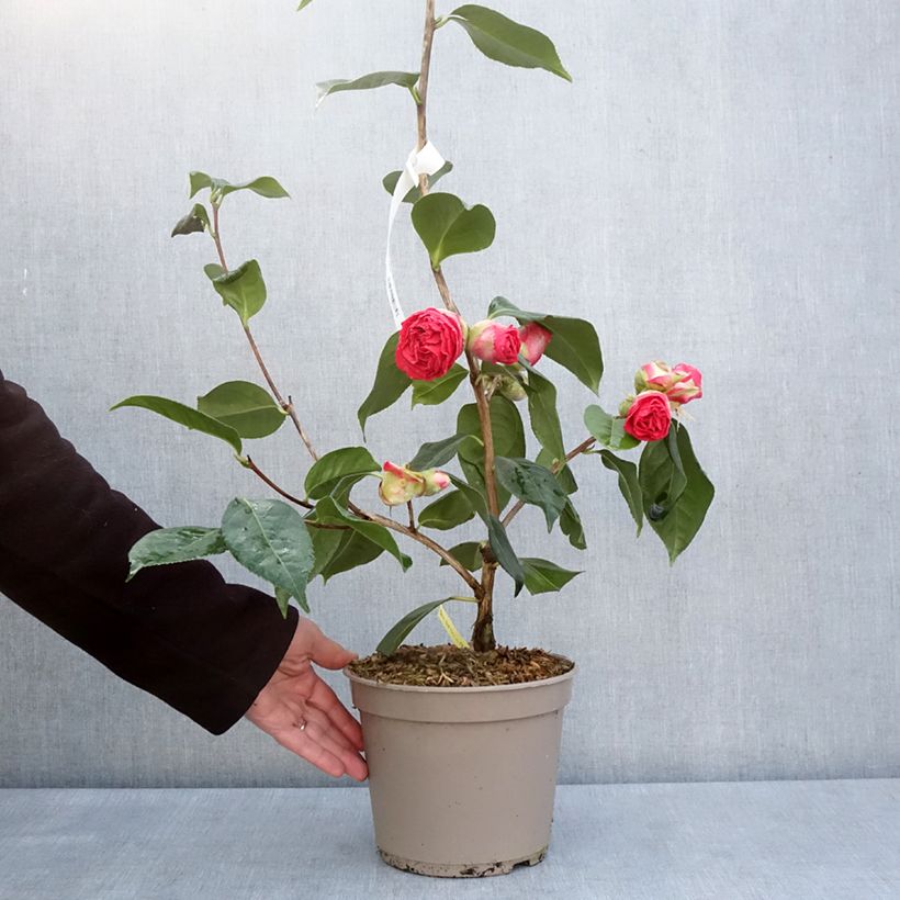 Example of Camélia réticulé Den Burton - Camellia reticulata Pot de 4L/5L as you get in printemps