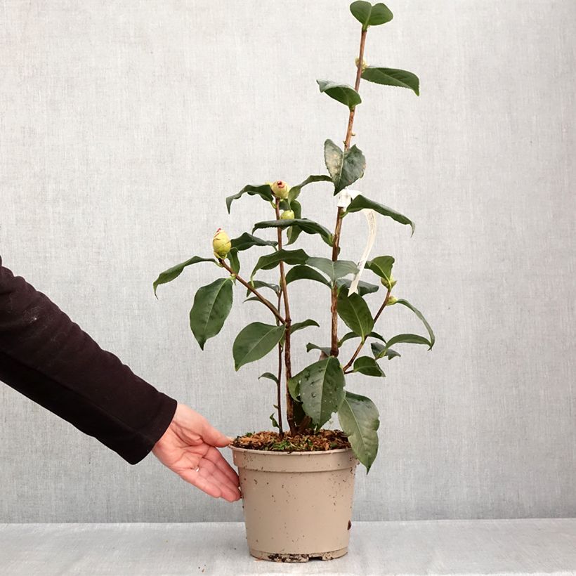 Spécimen de Camélia réticulé Dr Clifford Parks - Camellia reticulata Pot de 4L/5L tel que livré en automne