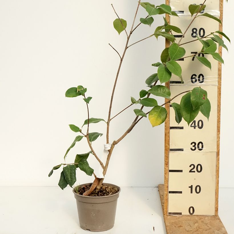 Spécimen de Camélia réticulé Dr Clifford Parks - Camellia reticulata Pot de 4L/5L tel que livré en été