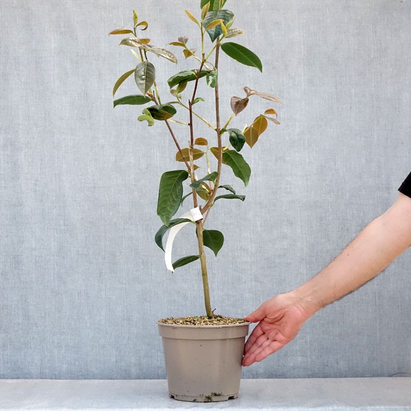 Example of Camélia réticulé Dr Clifford Parks - Camellia reticulata Pot de 4L/5L as you get in printemps