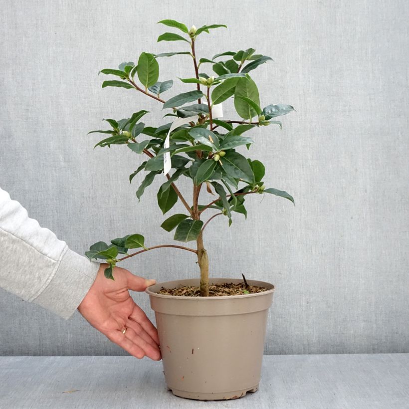 Spécimen de Camélia réticulé Ile Crozet - Camellia reticulata Pot de 4L/5L tel que livré en automne