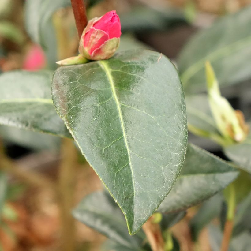 Camélia réticulé Illumination - Camellia reticulata (Feuillage)