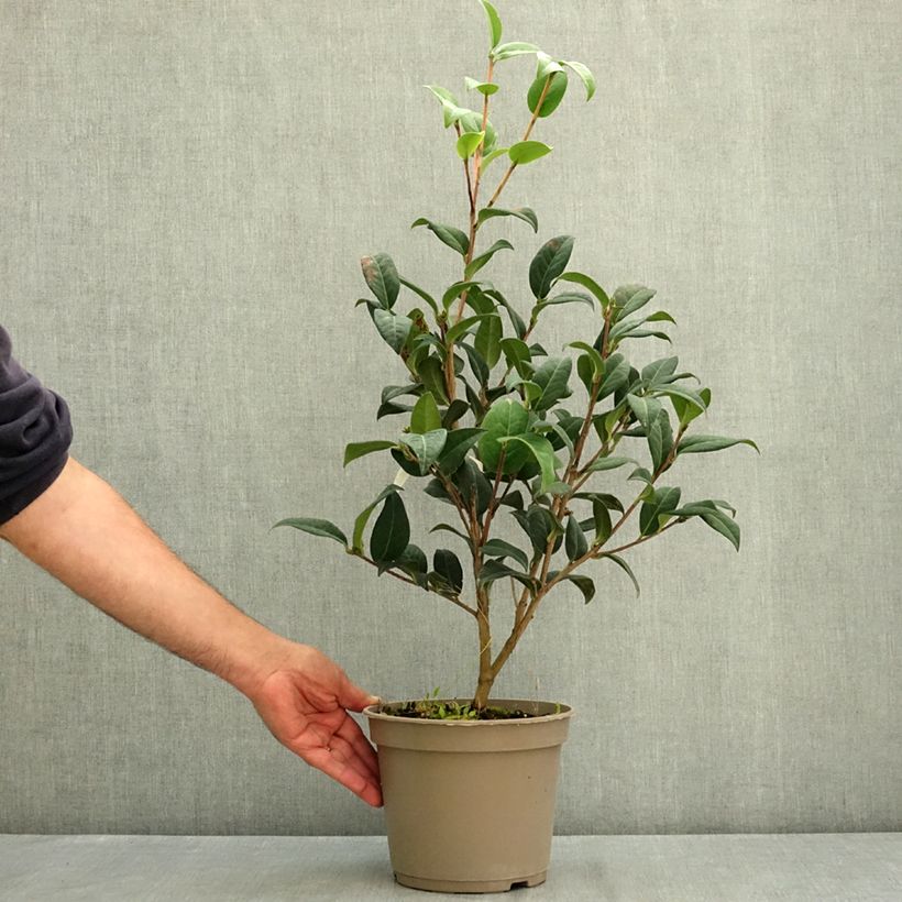 Spécimen de Camélia réticulé Illumination - Camellia reticulata Pot de 4L/5L tel que livré en été