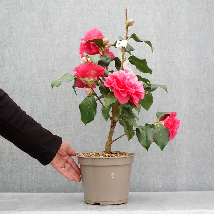 Example of Camélia réticulé Larry Piet - Camellia reticulata Pot de 4L/5L as you get in printemps
