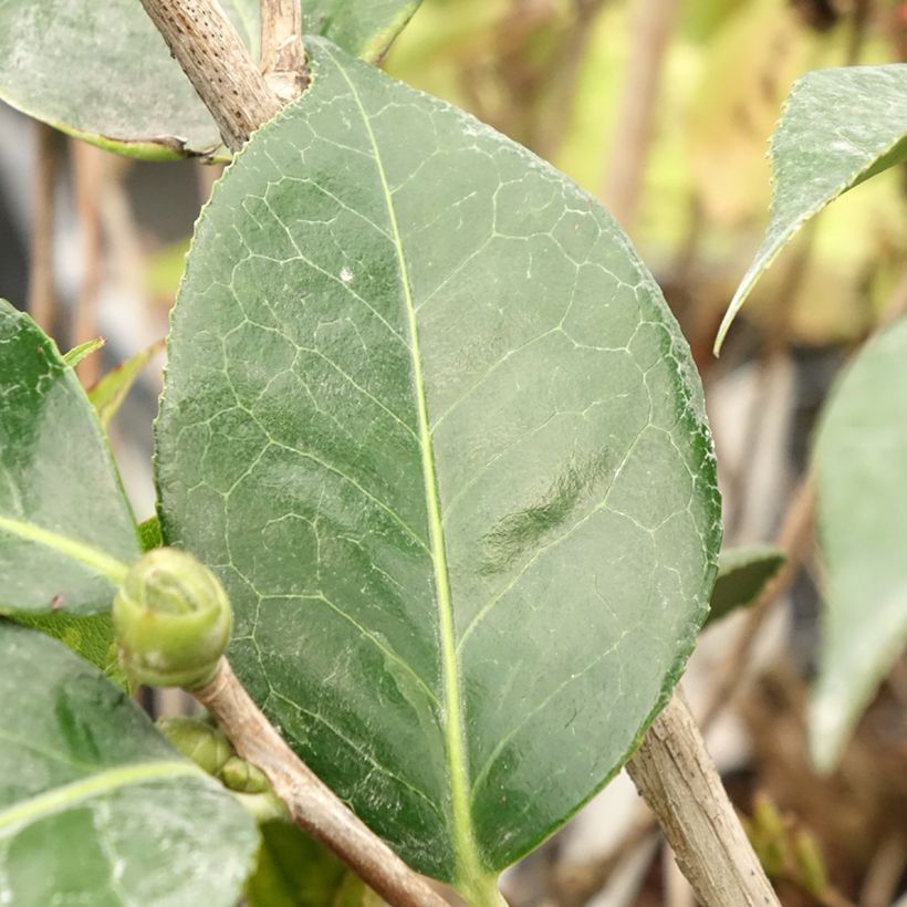 Camélia réticulé Lasca Beauty - Camellia reticulata (Foliage)