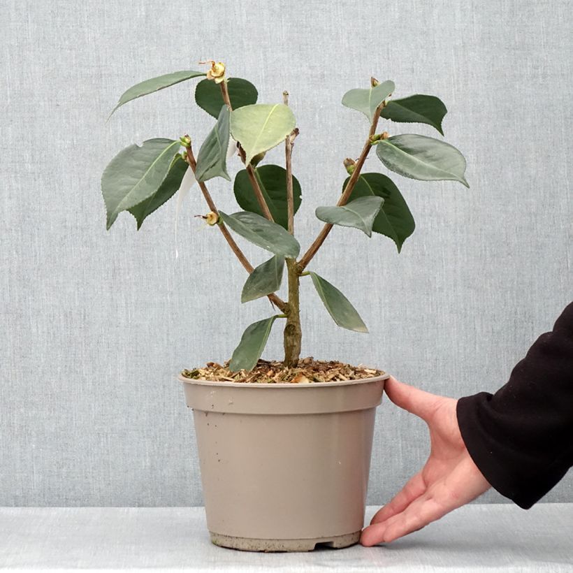 Example of Camélia réticulé Lasca Beauty - Camellia reticulata Pot de 4L/5L as you get in printemps