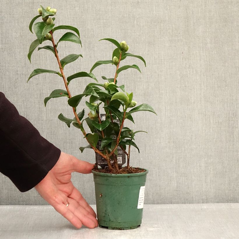 Spécimen de Camélia Roger Hall - Camellia japonica Pot de 12 cm / 13 cm tel que livré en hiver