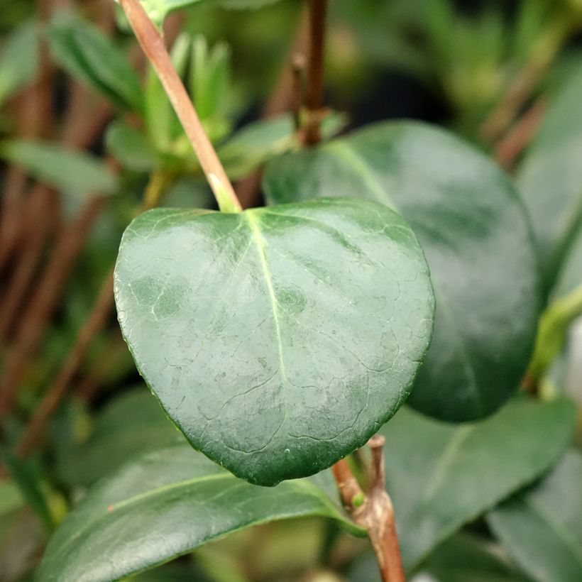 Camélia Satsuma - Camellia japonica (Feuillage)