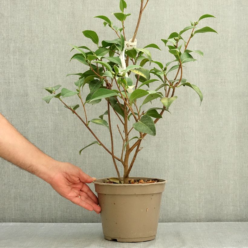 Spécimen de Camélia Spring Formal - Camellia japonica Pot de 4L/5L tel que livré en été
