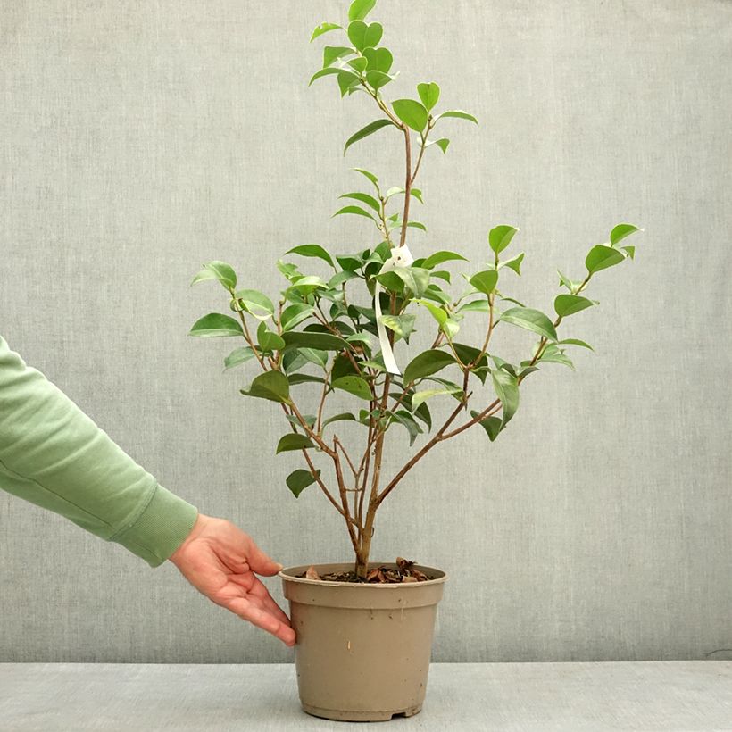 Spécimen de Camélia Spring Formal - Camellia japonica Pot de 4L/5L tel que livré au printemps