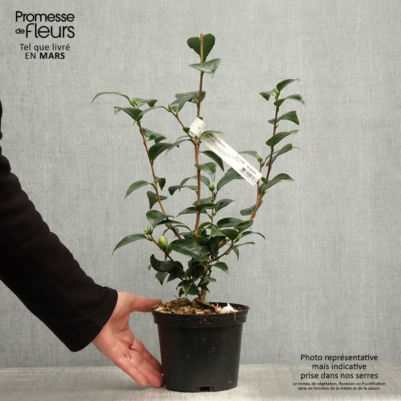 Example of Camélia Stacy Susan - Camellia japonica Pot de 2L/3L as you get in printemps