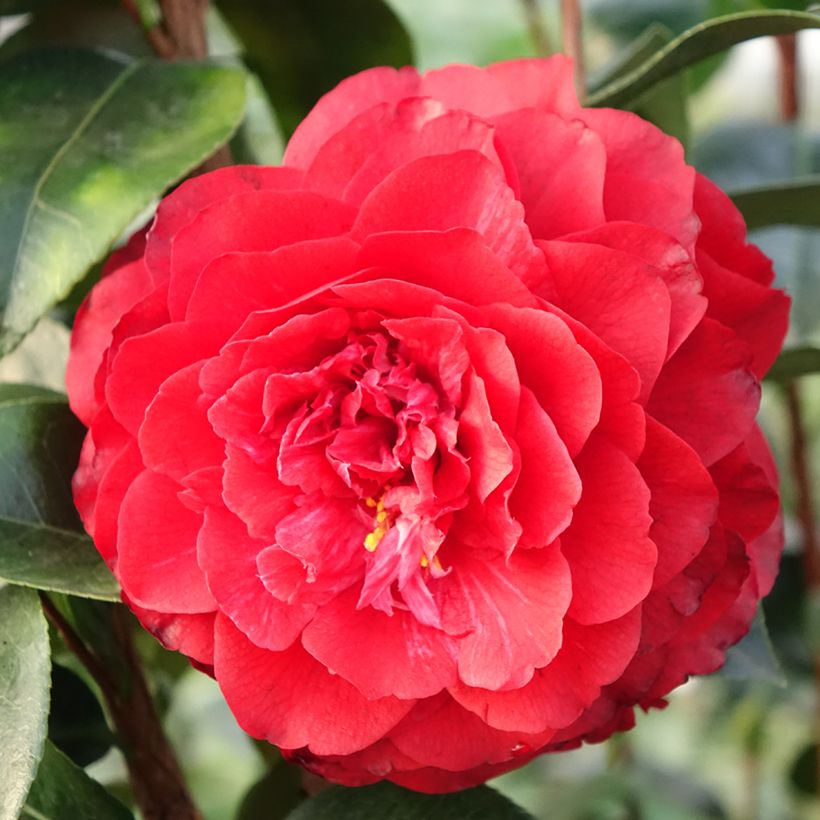 Camélia Stromboli - Camellia japonica (Floraison)