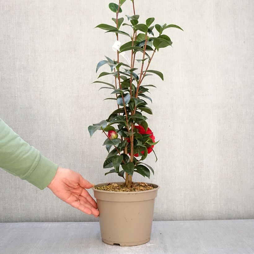 Spécimen de Camélia Stromboli - Camellia japonica Pot de 4L/5L tel que livré en hiver