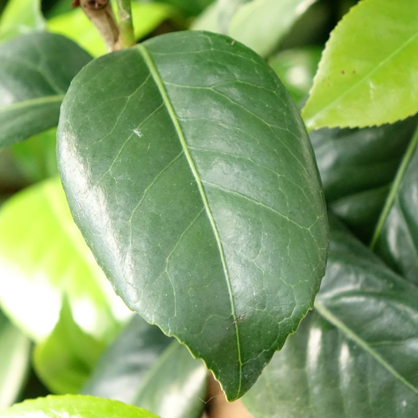 Camélia Tada Meibi - Camellia japonica (Feuillage)