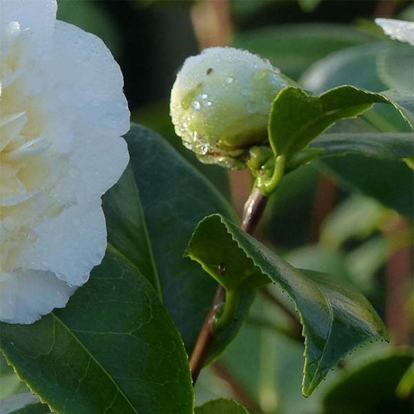 Camélia classique - Camellia Jurys Yellow (Foliage)