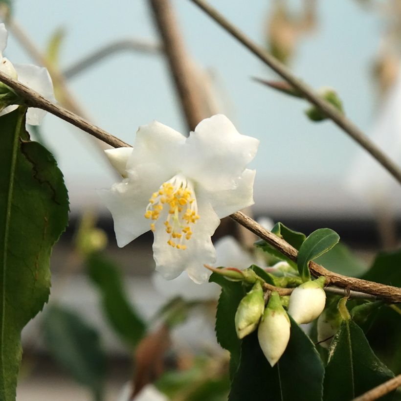 Camellia tsaii - Camélia d'hiver (Flowering)