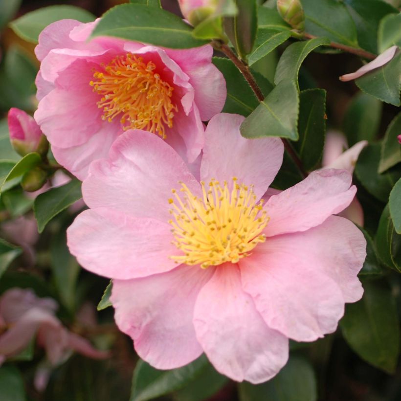 Camélia d'automne - Camellia x hiemalis Pink Goddess (Flowering)