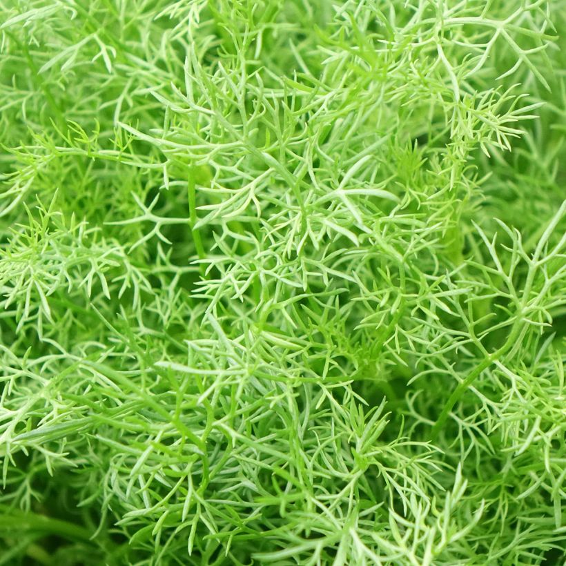 Camomille allemande - Matricaria recutita (chamomilla) (Feuillage)
