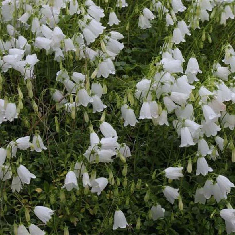 Campanula cochleariifolia Alba - Campanule à feuilles de cochléaire  (Flowering)