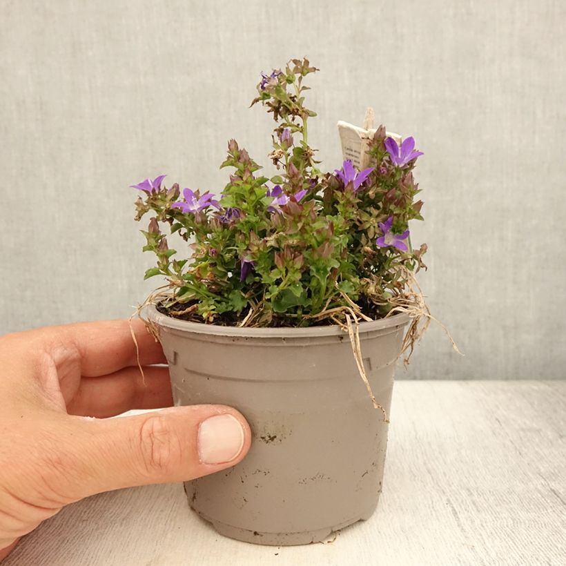 Example of Campanula poscharskyana Adansa Purple - Campanule des Murets Pot de 1L/1,5L as you get in ete