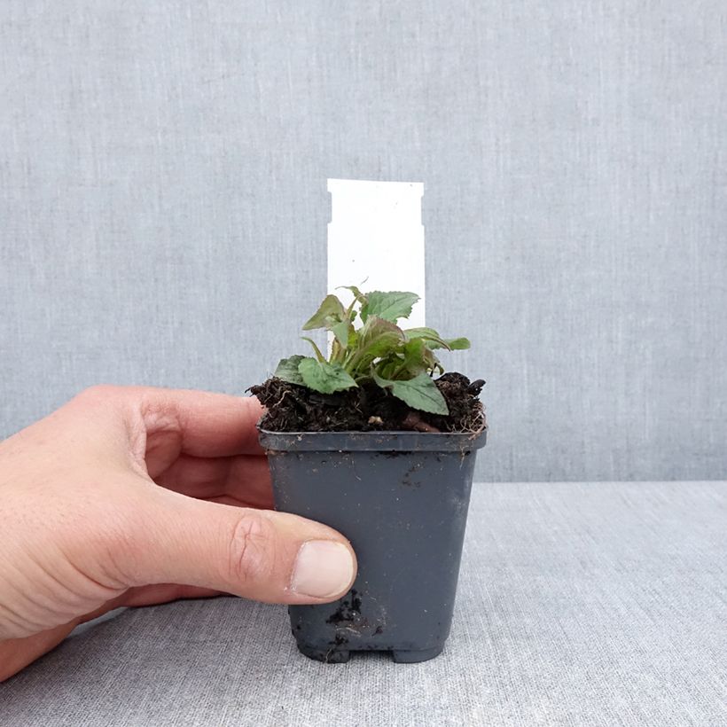 Example of Campanula punctata Milky Way - Campanule hybride Godet de 8/9 cm as you get in printemps