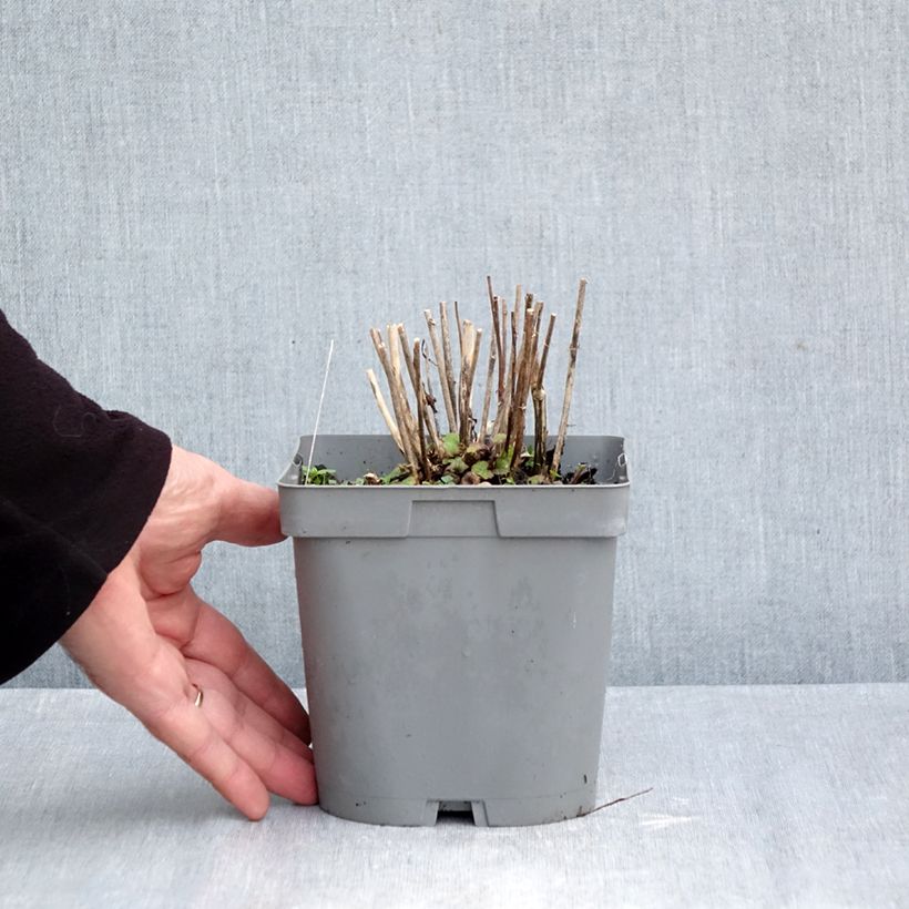 Spécimen de Campanula Sarastro - Campanule hybride Pot de 2L/3L tel que livré en automne