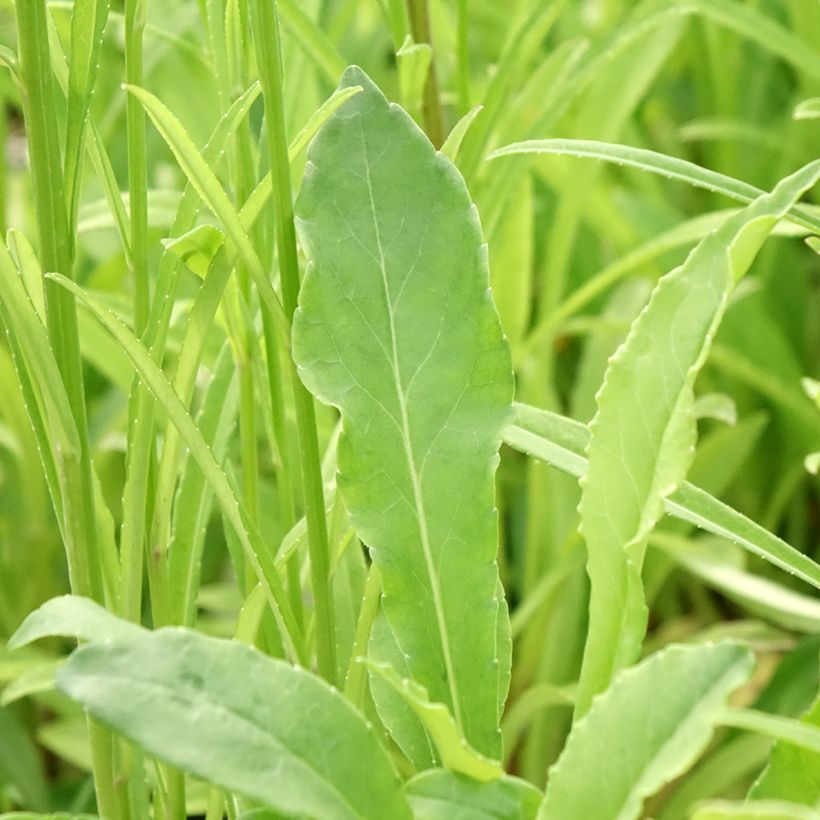 Campanule à feuilles de pêcher - Campanula persicifolia (Foliage)