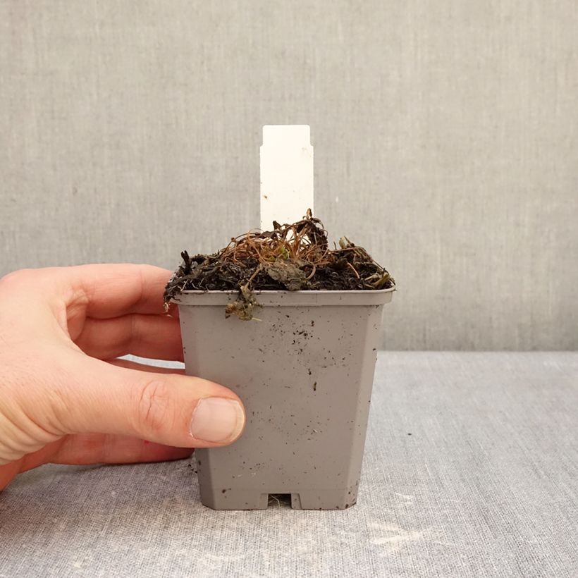 Example of Campanule carpatica Clips blanche - Campanule des Carpates Godet de 8/9 cm as you get in hiver