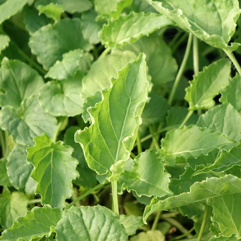 Campanule carpatica Clips blanche - Campanule des Carpates (Foliage)