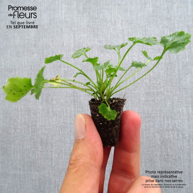 Example of Campanule des murs - Campanula portenschlagiana (muralis) Mini-motte Ø 3/4 cm as you get in automne