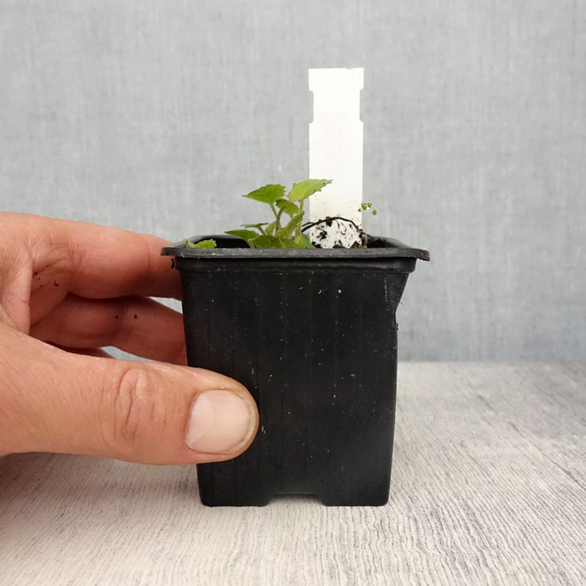 Example of Campanule fluette - Campanula cochlearifolia Elizabeth Oliver Godet de 8/9 cm as you get in printemps