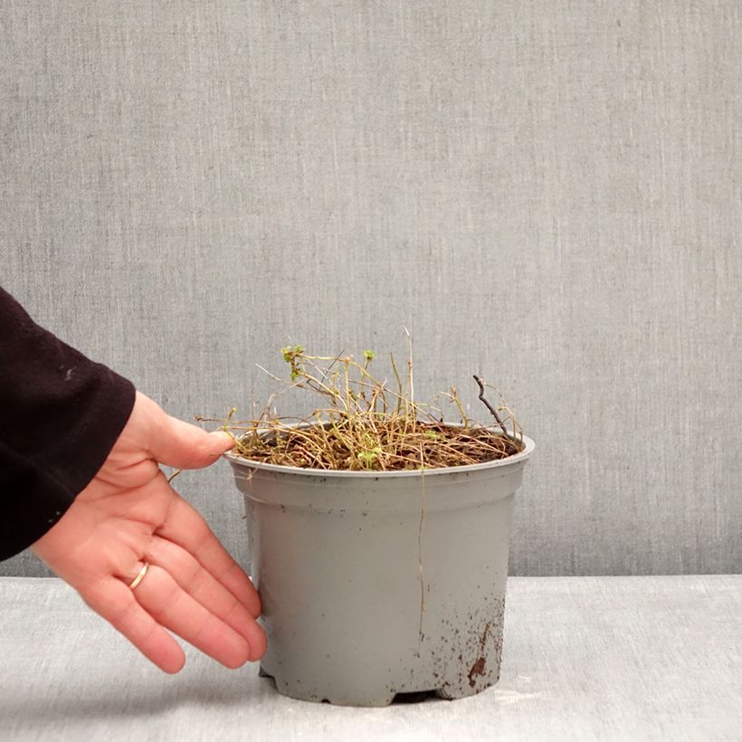 Example of Campanule fluette - Campanula cochlearifolia Elizabeth Oliver Pot de 2L/3L as you get in hiver