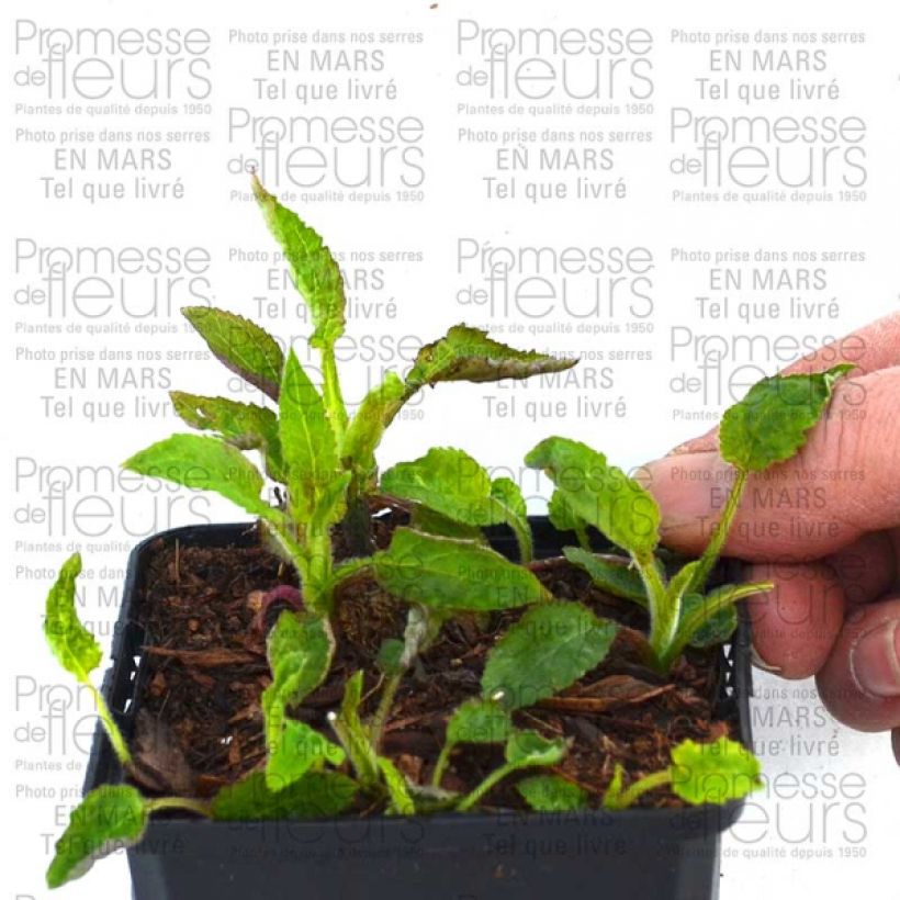 Exemple de spécimen de Campanule hybride Pantaloons Pot de 1L/1,5L tel que livré