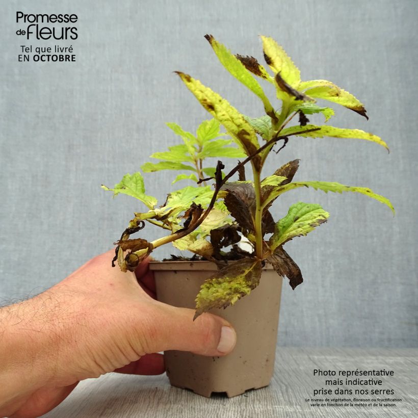 Spécimen de Campanule lactiflora - Campanule laiteuse Godet de 8/9 cm tel que livré en automne