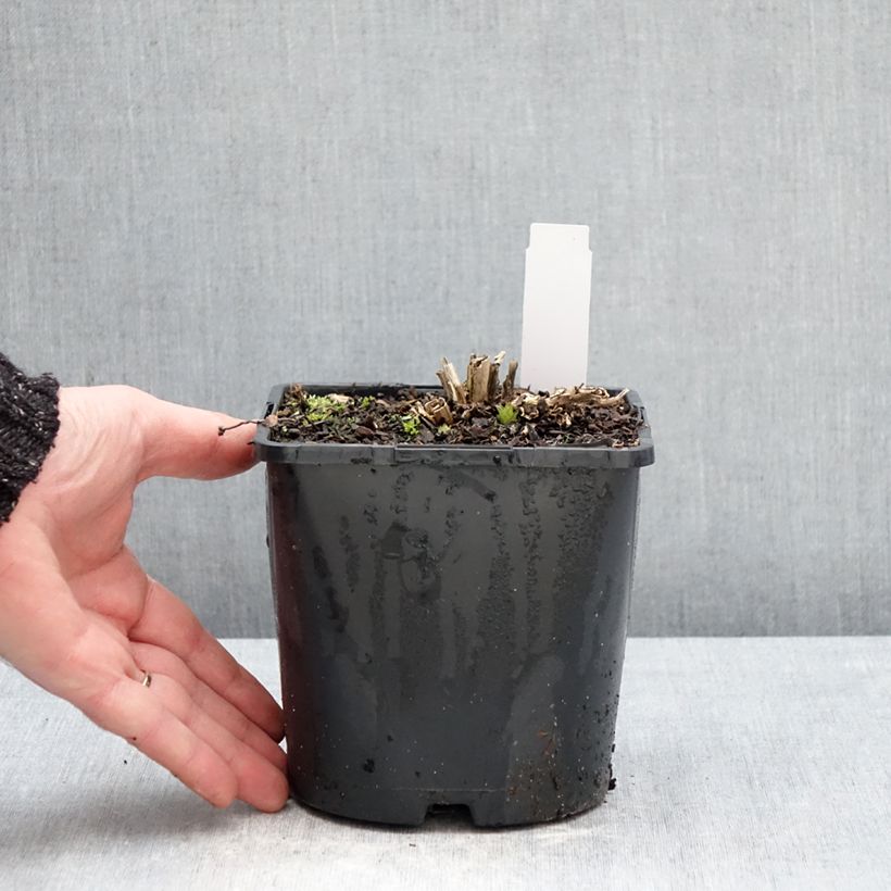 Example of Campanule lactiflora Prichard s variety Campanule laiteuse bleue Pot de 2L/3L as you get in hiver