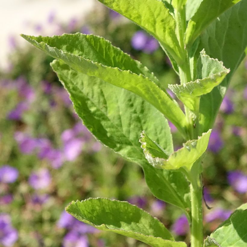 Campanule latifolia var. macrantha alba (Feuillage)