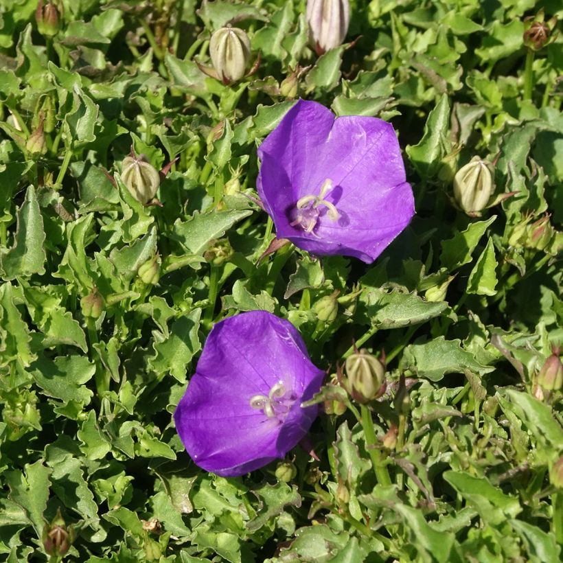 Campanule Mini Marvels Starbright - Campanule des Carpates (Floraison)