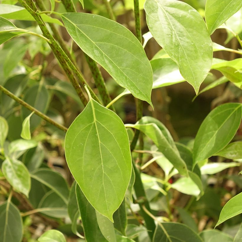 Camphrier - Cinnamomum camphora (Foliage)
