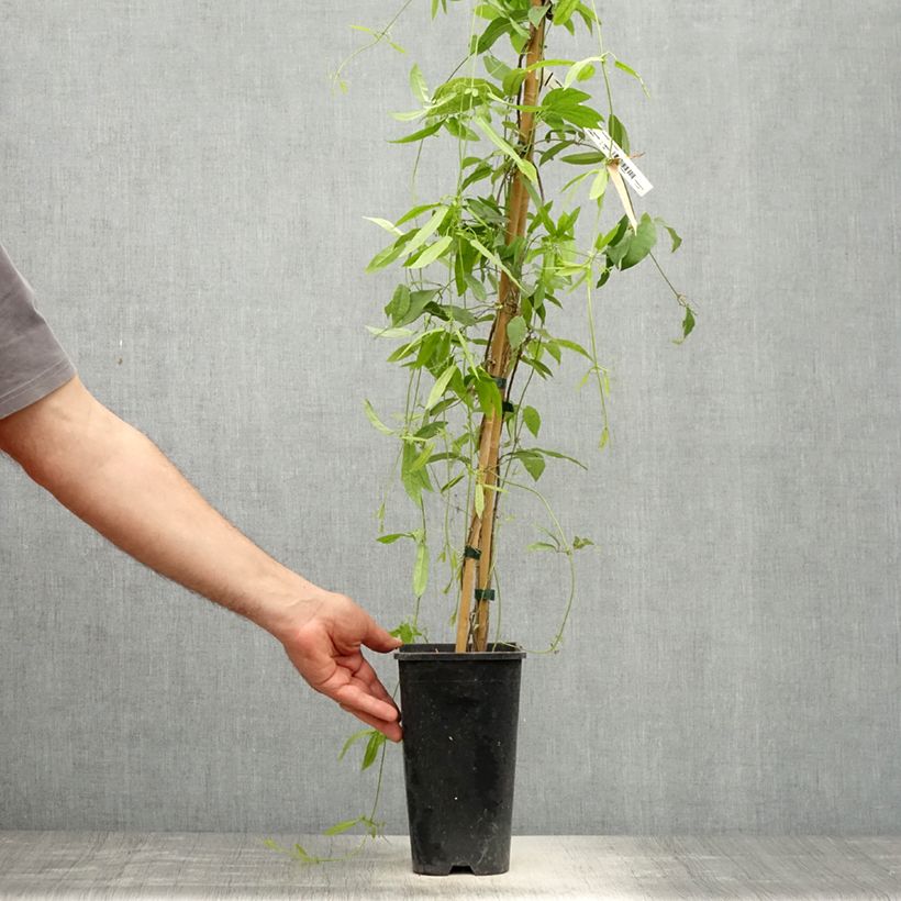 Example of Campsis capreolata Atrosanguinea - Bignone à vrilles Pot de 2L/3L as you get in printemps