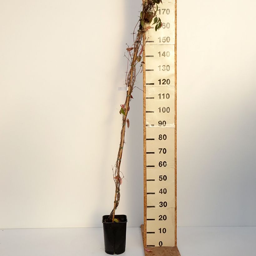 Spécimen de Campsis capreolata - Bignone à vrilles Pot de 6L/7L tel que livré en automne