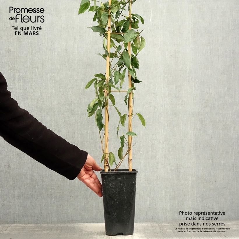 Spécimen de Campsis capreolata Tangerine Beauty - Bignone à vrilles Pot de 2L/3L tel que livré au printemps