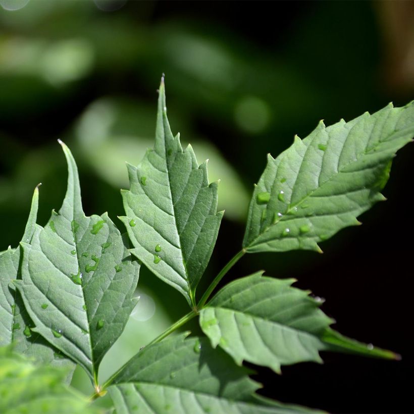 Campsis radicans Flamenco - Bignone de Virginie (Foliage)