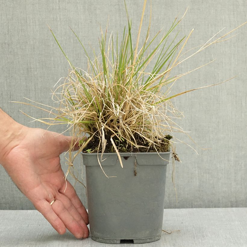 Spécimen de Canche cespiteuse Vivipara - Deschampsia cespitosa Pot de 2L/3L tel que livré en été