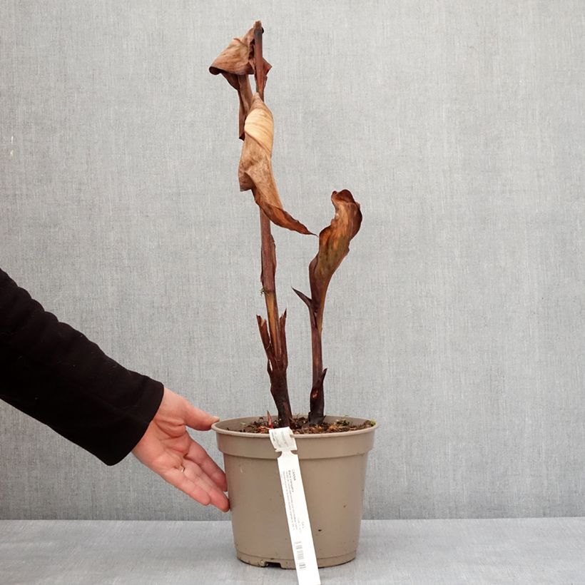 Example of Canna Black Cleopatra - Balisier Pot de 4L/5L as you get in hiver
