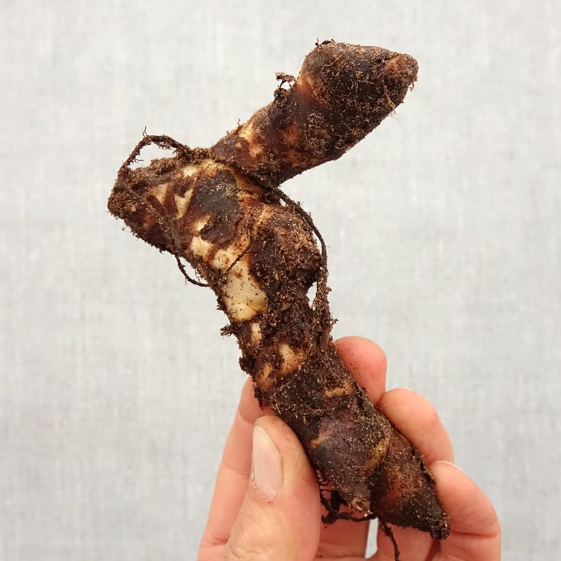 Example of Canna Brillant Bulbe calibre I as you get in printemps