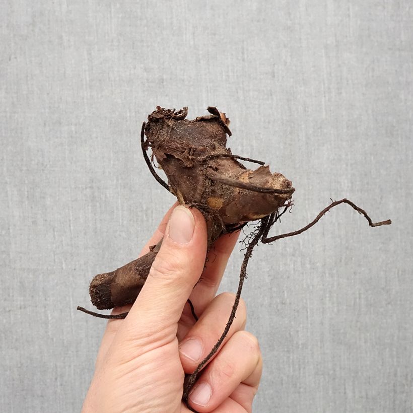 Example of Canna Confetti - Balisier crème picté de rose Bulbe calibre I as you get in printemps